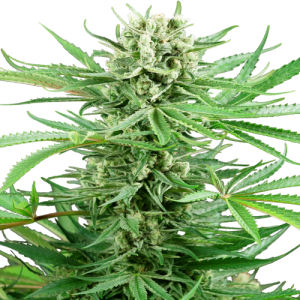 Papi Chulo OG - Sensi Research