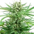 Papi Chulo OG - Sensi Research