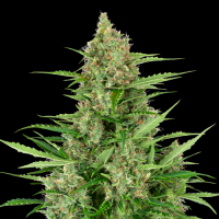 Double Kush Cake Automatic by Sensi Research 3 Seeds