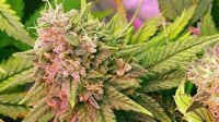 Bubblelicious Feminised Seeds - 5 Seeds