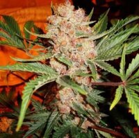 Bubblelicious Feminised Seeds - 5 Seeds