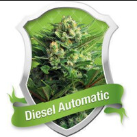 Diesel Auto - Royal Queen Seeds 1 Samen