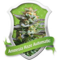 Amnesia Haze Automatic - Royal Queen Seeds 10 Samen