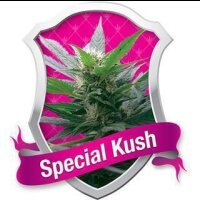 Special Kush #1 Feminised Seeds 1 Seed