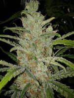 White Grapefruit Feminised Seeds