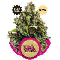 Candy Kush Express Schnellversion - Royal Queen Seeds  1...