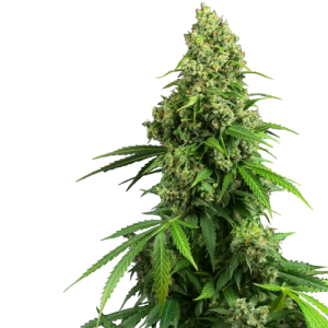 Honey Melon Kush Automatic - Sensi Research