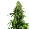 Honey Melon Kush Automatic - Sensi Research