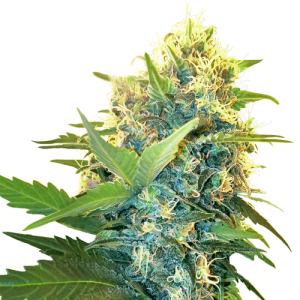 Double Kush Cake by Sensi Research