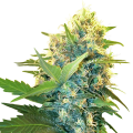 Double Kush Cake by Sensi Research