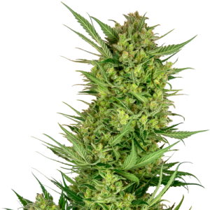 Buttercream Gelato - Sensi Research