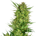 Buttercream Gelato - Sensi Research