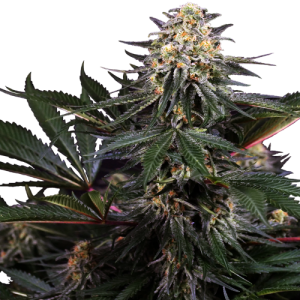 Lockdown Kush by Sensi Research