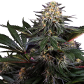 Lockdown Kush by Sensi Research