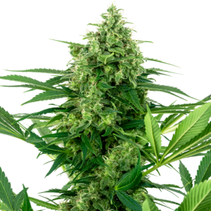 Banana Frosting - Sensi Research