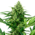 Banana Frosting - Sensi Research