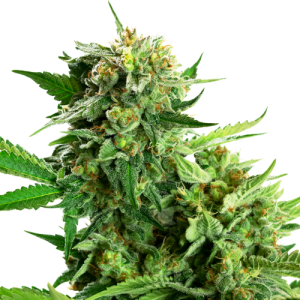 Blackberry Cake - Sensi Research
