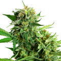 Blackberry Cake - Sensi Research