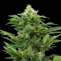 Afghan Pearl CBD Automatic by Sensi Research 5 Seeds