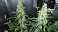 Hawaii Maui Waui - Nirvana Seeds - 5 Samen