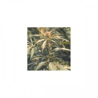 Hawaii Maui Waui Feminised Seeds - 5 Seeds