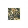 Hawaii Maui Waui - Nirvana Seeds