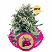 Blue Cheese Feminised Seeds Royal Queen Seeds 1 Seed
