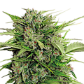 AK - 47 Automatic by Serious Seeds