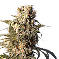 AK-47 by Serious Seeds