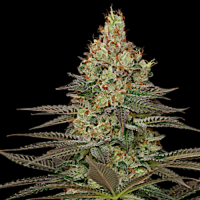 Seriosa by Serious Seeds