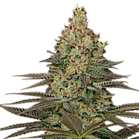 Seriosa by Serious Seeds