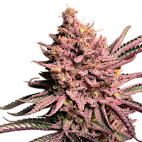 Seriotica by Serious Seeds