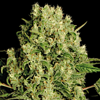 White Russian - Serious Seeds