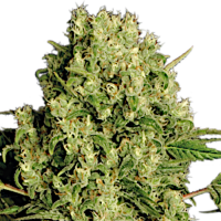 White Russian by Serious Seeds