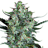 White Russian Automatic - Serious Seeds