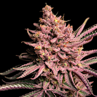 Seriotica by Serious Seeds 3 Seeds