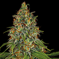 Strawberry AK by Serious Seeds 3 Seeds