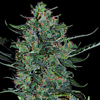 White Russian Automatic by Serious Seeds 3 Seeds