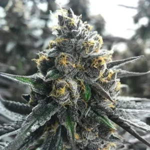 Divorce Cake by Atlas Seed