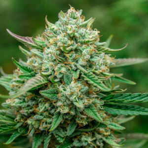 Froot by the Foot Automatic - Atlas Seed