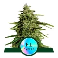 Milky Way F1 Automatic by Royal Queen Seeds