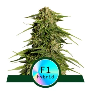 Epsilon F1 Automatic by Royal Queen Seeds