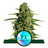 Medusa F1 Automatic - Royal Queen Seeds