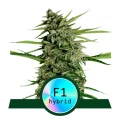 Orion F1 Automatic - Royal Queen Seeds