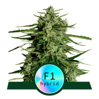 Titan F1 Automatic by Royal Queen Seeds 1 Seed