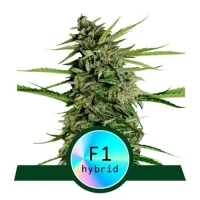 Orion F1 Automatic - Royal Queen Seeds 3 Samen