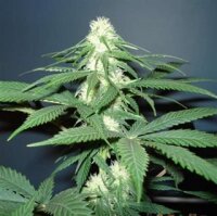 Master Kush by Nirvana Seeds