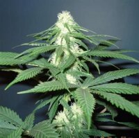 Master Kush Feminised Seeds - 5 Seeds