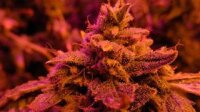 Master Kush by Nirvana Seeds