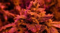 Master Kush Feminised Seeds - 5 Seeds